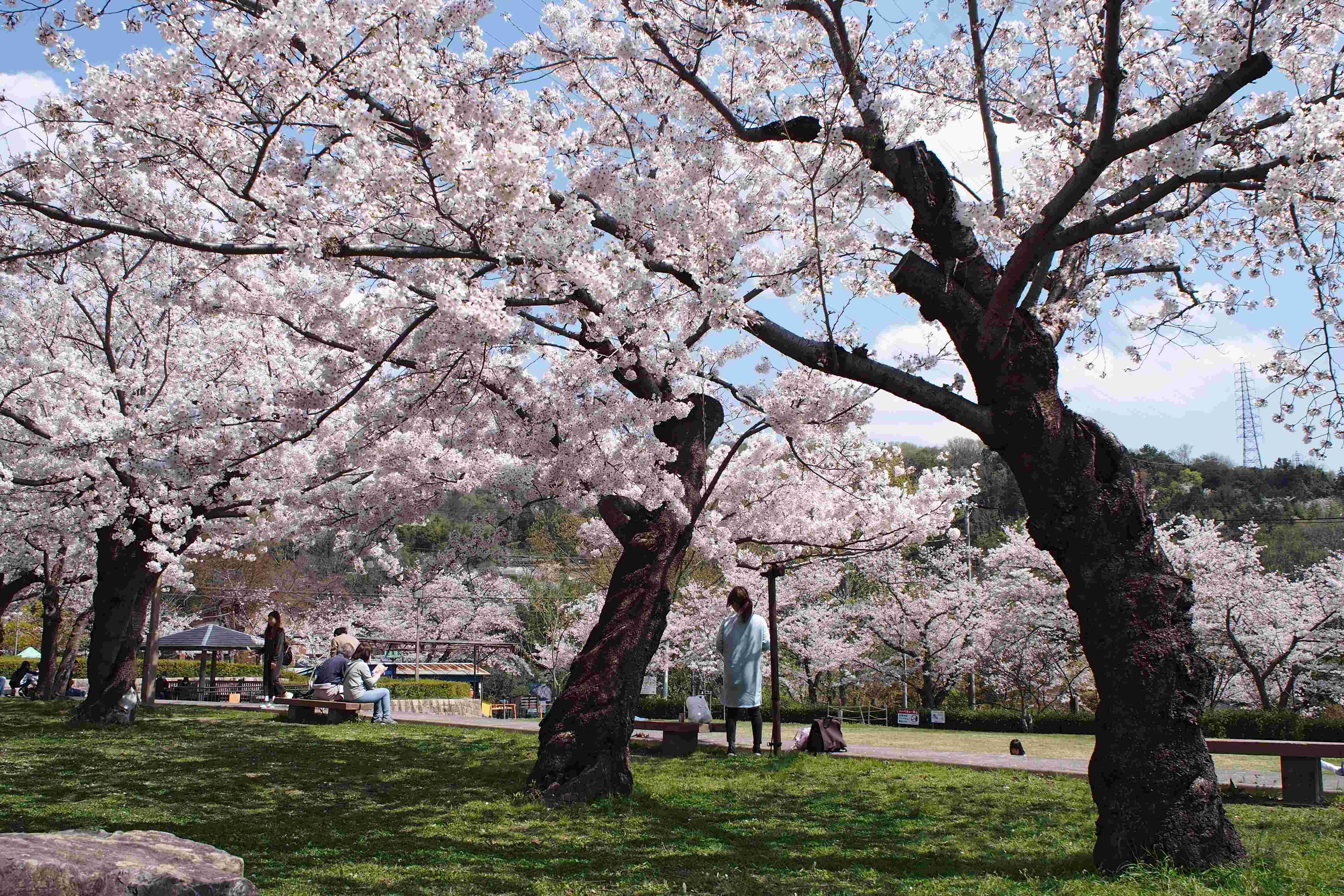 🏞️ 셋쓰쿄 공원 (Settsukyo Park) 이미지 6